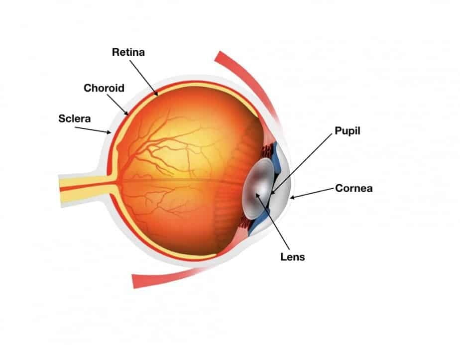 Anatomy of the eye in newborn